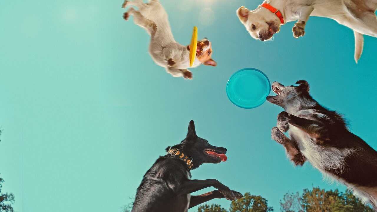 Em Que Pensam os Cães (2024) 0