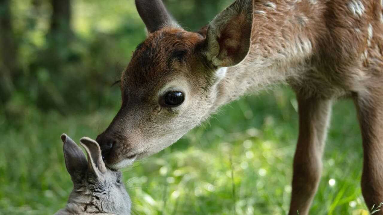 Bambi, una vida en el bosque (2024) 0