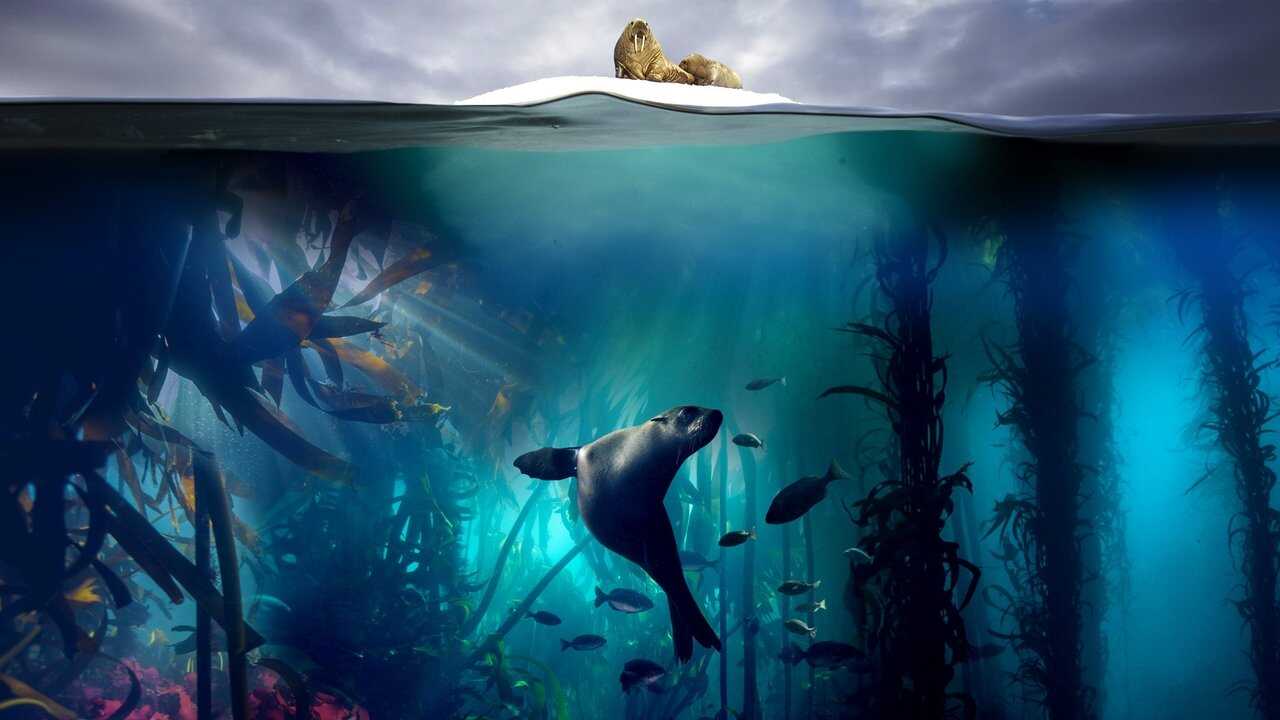 EN - Blue Planet II 4K (2017) 1