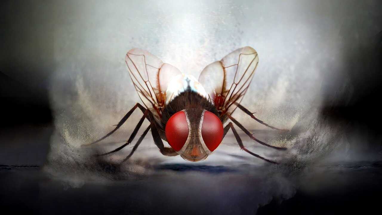 ఈగ 0