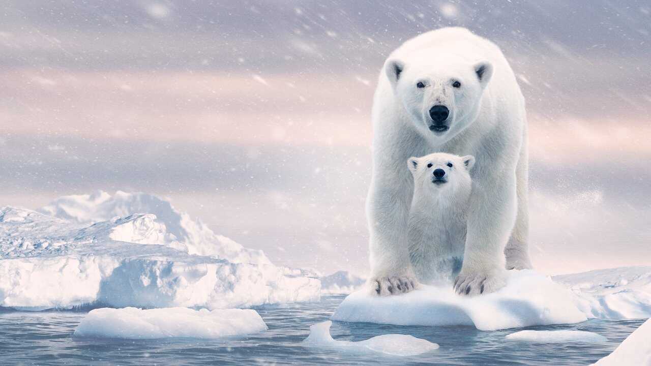 Ours polaire 0