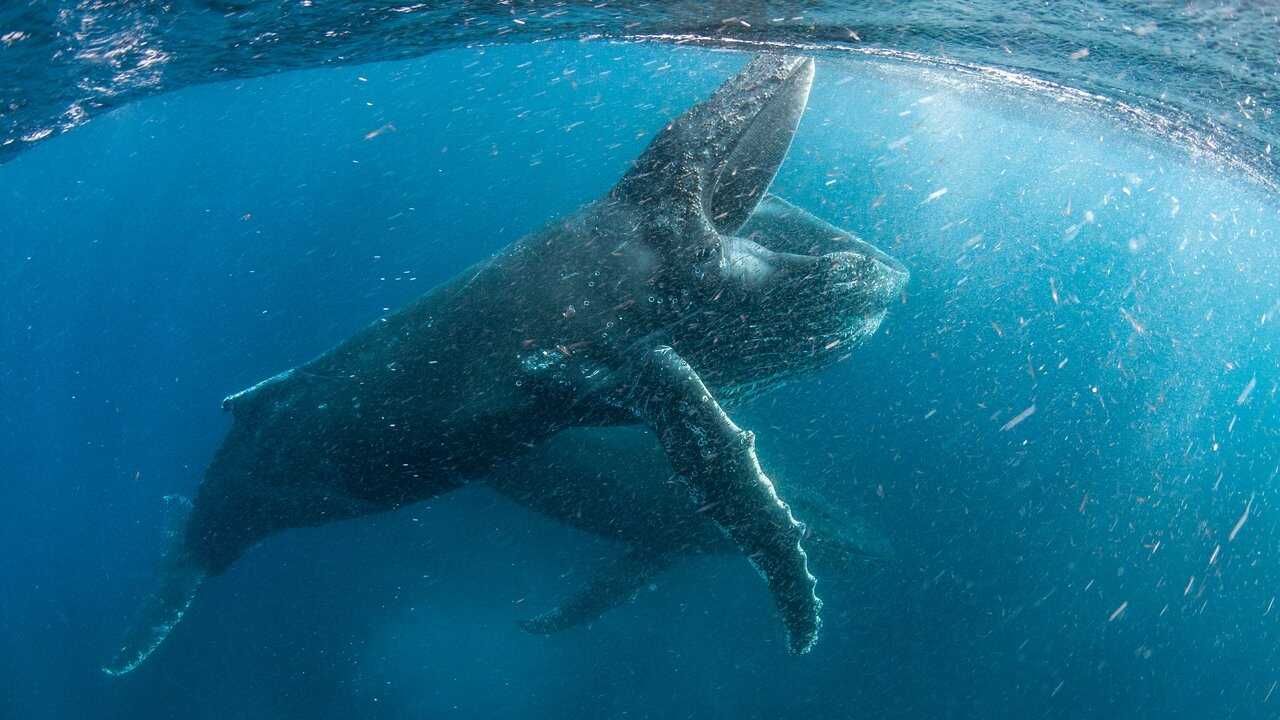 IT - Il nostro pianeta (2019) 0