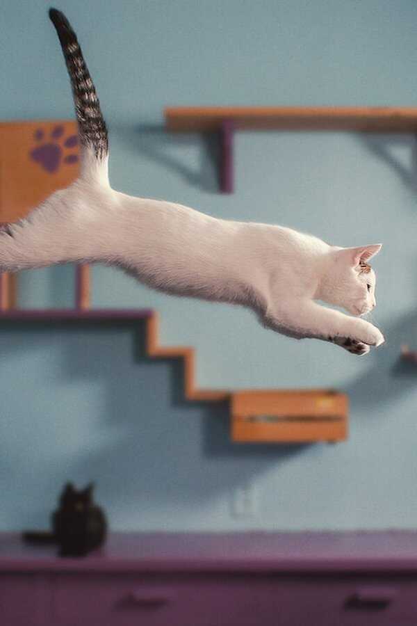 Nella mente di un gatto (2022) 0