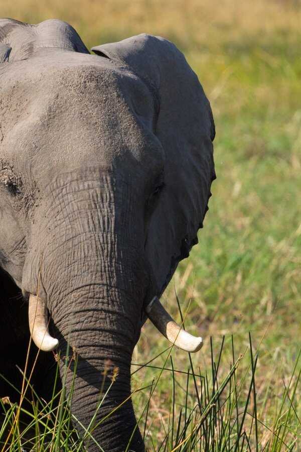 Elephant (2020) 0