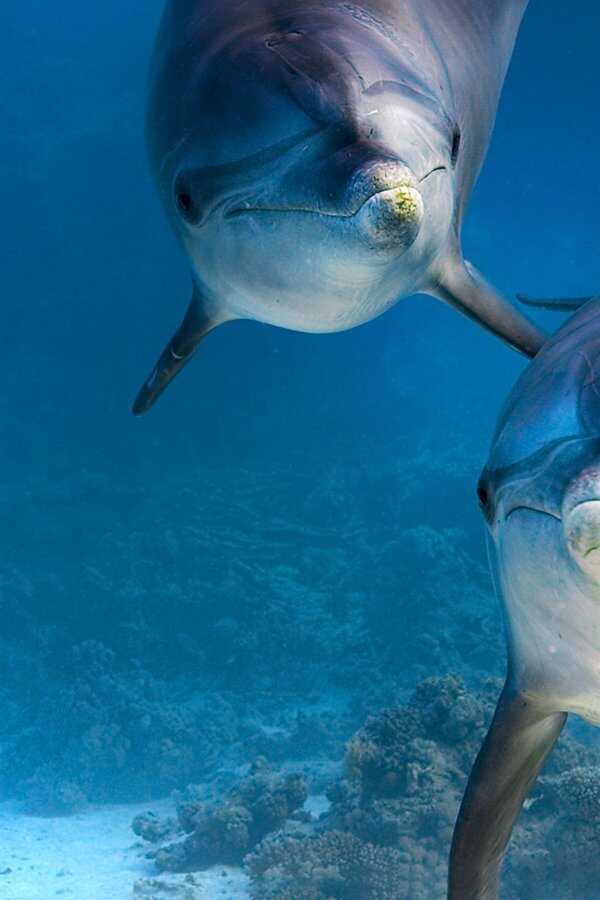 Dolphin Reef (2018) 0